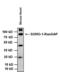 Frataxin antibody, MA3-088, Invitrogen Antibodies, Western Blot image 
