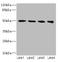 Tubulin beta-2A chain antibody, A56583-100, Epigentek, Western Blot image 