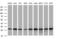 Nipsnap Homolog 2 antibody, MA5-26168, Invitrogen Antibodies, Western Blot image 