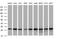 Nipsnap Homolog 2 antibody, MA5-26168, Invitrogen Antibodies, Western Blot image 