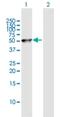 HGH1 Homolog antibody, H00051236-B01P, Novus Biologicals, Western Blot image 