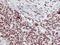 Homeobox C11 antibody, LS-C172753, Lifespan Biosciences, Immunohistochemistry frozen image 