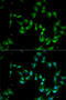 Interleukin 17F antibody, 22-260, ProSci, Immunofluorescence image 