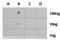 Histone Cluster 4 H4 antibody, NBP2-42863, Novus Biologicals, Dot Blot image 