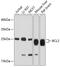BCL2 antibody, 18-575, ProSci, Western Blot image 