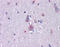 AXL Receptor Tyrosine Kinase antibody, 51-982, ProSci, Enzyme Linked Immunosorbent Assay image 