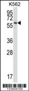 Neuropeptide FF Receptor 1 antibody, 57-553, ProSci, Western Blot image 