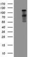 Folate Hydrolase 1 antibody, LS-B14154, Lifespan Biosciences, Western Blot image 