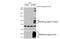 Frizzled Class Receptor 6 antibody, GTX113872, GeneTex, Western Blot image 