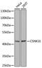 Casein Kinase 1 Epsilon antibody, GTX55549, GeneTex, Western Blot image 