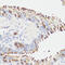 Eukaryotic Translation Elongation Factor 1 Gamma antibody, 18-785, ProSci, Immunohistochemistry frozen image 