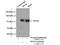 SP110 Nuclear Body Protein antibody, 11502-1-AP, Proteintech Group, Immunoprecipitation image 