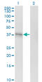 Sphingosine-1-Phosphate Receptor 1 antibody, LS-C197101, Lifespan Biosciences, Western Blot image 