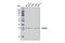 CUE Domain Containing 2 antibody, 12294S, Cell Signaling Technology, Western Blot image 