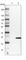 Peroxiredoxin Like 2A antibody, HPA024565, Atlas Antibodies, Western Blot image 