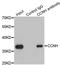 Cyclin H antibody, LS-C331195, Lifespan Biosciences, Immunoprecipitation image 