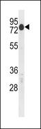 Cysteine And Serine Rich Nuclear Protein 2 antibody, LS-C158189, Lifespan Biosciences, Western Blot image 