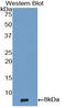 Epidermal Growth Factor antibody, LS-C303459, Lifespan Biosciences, Western Blot image 