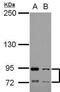 Fc Fragment Of IgA Receptor antibody, PA5-28151, Invitrogen Antibodies, Western Blot image 