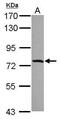Interleukin 17 Receptor D antibody, PA5-31871, Invitrogen Antibodies, Western Blot image 