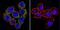 ATPase Na+/K+ Transporting Subunit Alpha 3 antibody, MA3-915, Invitrogen Antibodies, Immunofluorescence image 