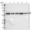 Target Of Myb1 Membrane Trafficking Protein antibody, HPA001749, Atlas Antibodies, Western Blot image 