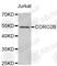 Coronin 2B antibody, A4413, ABclonal Technology, Western Blot image 