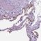 Surfactant Protein D antibody, NBP2-38803, Novus Biologicals, Immunohistochemistry frozen image 
