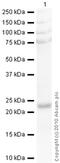 Interleukin 18 antibody, ab71495, Abcam, Western Blot image 