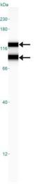 OPA1 Mitochondrial Dynamin Like GTPase antibody, GTX48589, GeneTex, Western Blot image 