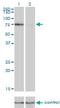 Kinesin-like protein KIF2C antibody, H00011004-M01, Novus Biologicals, Western Blot image 