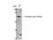 Spleen Associated Tyrosine Kinase antibody, A00490Y348-1, Boster Biological Technology, Western Blot image 