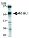 Autophagy Related 16 Like 1 antibody, NB110-60928, Novus Biologicals, Western Blot image 