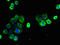 Claudin 15 antibody, LS-C369409, Lifespan Biosciences, Immunofluorescence image 