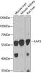 Leucine Aminopeptidase 3 antibody, GTX55688, GeneTex, Western Blot image 