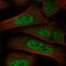 Thyroid Hormone Receptor Interactor 12 antibody, HPA036835, Atlas Antibodies, Immunofluorescence image 