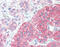 SRC Proto-Oncogene, Non-Receptor Tyrosine Kinase antibody, 49-035, ProSci, Immunohistochemistry frozen image 