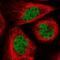 RAN Binding Protein 3 antibody, NBP1-92315, Novus Biologicals, Immunofluorescence image 