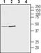 Potassium Two Pore Domain Channel Subfamily K Member 12 antibody, PA5-77661, Invitrogen Antibodies, Western Blot image 