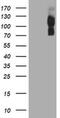 Glutamyl Aminopeptidase antibody, MA5-25813, Invitrogen Antibodies, Western Blot image 