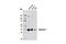 Arginase 1 antibody, 9819S, Cell Signaling Technology, Western Blot image 