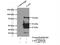 Thymopoietin antibody, 14651-1-AP, Proteintech Group, Immunoprecipitation image 