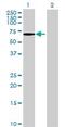 Regulator Of Microtubule Dynamics 3 antibody, ab69337, Abcam, Western Blot image 
