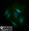 Spectrin Beta, Non-Erythrocytic 4 antibody, NBP2-44310, Novus Biologicals, Immunofluorescence image 