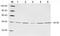 DnaJ Heat Shock Protein Family (Hsp40) Member B1 antibody, LS-B13666, Lifespan Biosciences, Western Blot image 