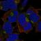 Calcium Homeostasis Modulator Family Member 5 antibody, HPA034970, Atlas Antibodies, Immunocytochemistry image 