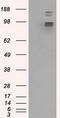 GRIP1 Associated Protein 1 antibody, LS-C114941, Lifespan Biosciences, Western Blot image 