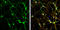 Syntaxin 4 antibody, GTX114806, GeneTex, Immunocytochemistry image 