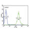 CMP-N-acetylneuraminate-poly-alpha-2,8-sialyltransferase antibody, abx034506, Abbexa, Flow Cytometry image 