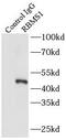 RNA Binding Motif Single Stranded Interacting Protein 1 antibody, FNab07185, FineTest, Immunoprecipitation image 